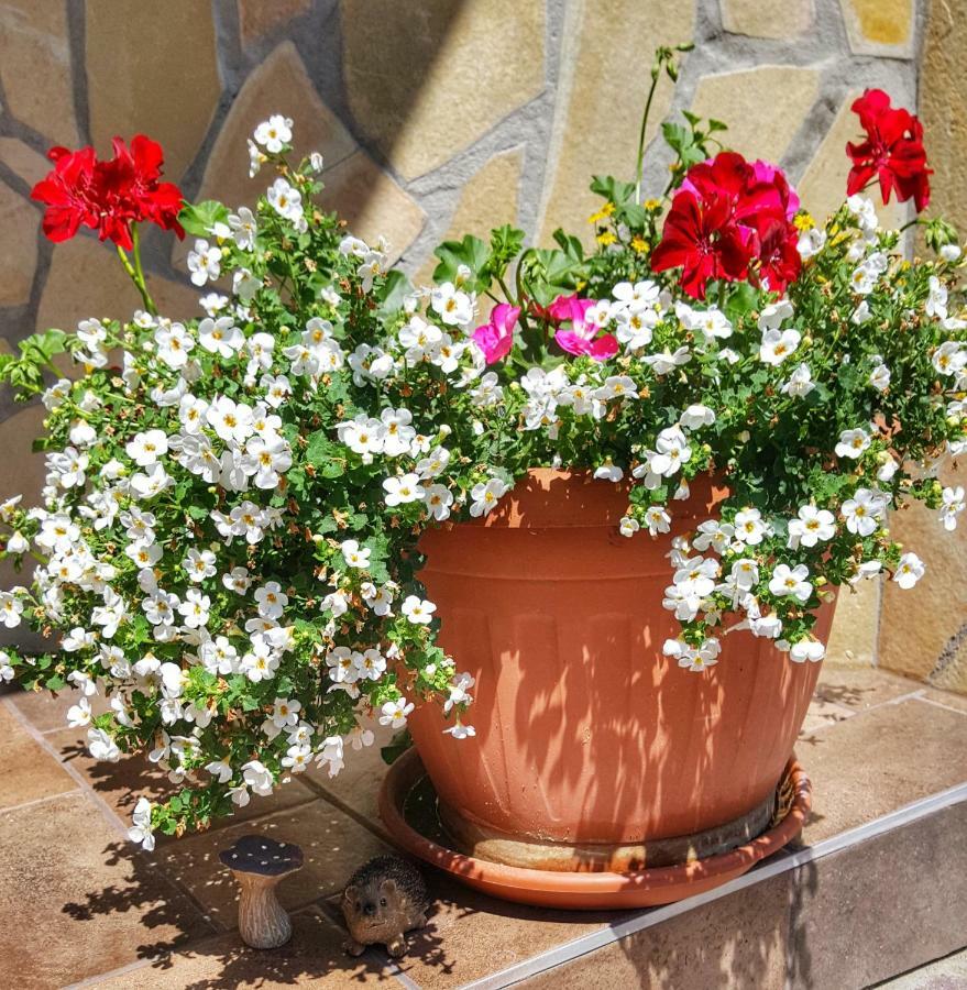 Gardenia Apartment Esztergom